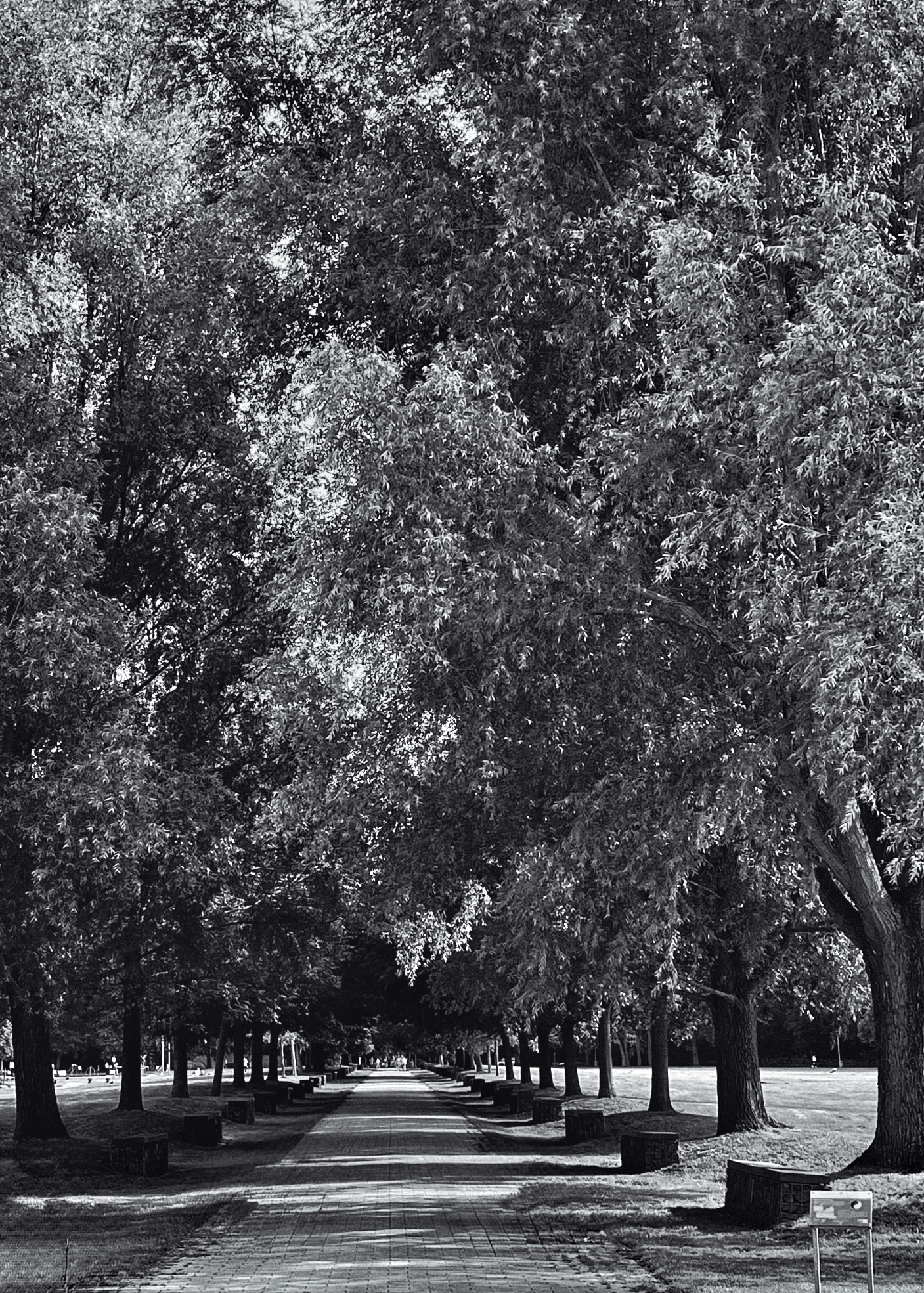 Black-and-white photograph of the Avenue of Healing Trees in Speckenbüttel Park, Bremerhaven. A long, straight, tree-lined walkway stretches into the distance, creating a strong sense of symmetry and depth. Large deciduous trees form a dense canopy overhead, while evenly spaced benches line both sides of the path. Soft light and shadow enhance the calm, peaceful atmosphere.